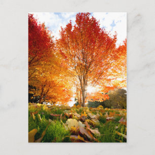 Carte Postale Arbres d'automne