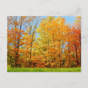 Carte Postale Arbres d'automne 2004 Photo