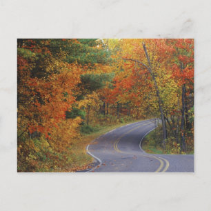 Carte Postale Arbres d'automne bordant la route dans le parc d'É
