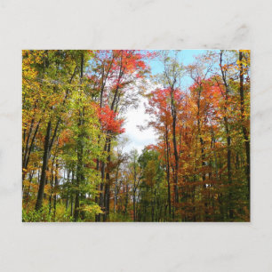 Carte Postale Arbres d'automne et ciel bleu Photographie de la n