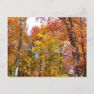 Carte Postale Arbres d'automne orange et jaune Photographie d'au