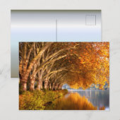 Carte Postale Arbres d'automne sur un lac (Devant / Derrière)