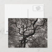 Carte Postale Arbres de Magnolia en fleurs (Devant / Derrière)