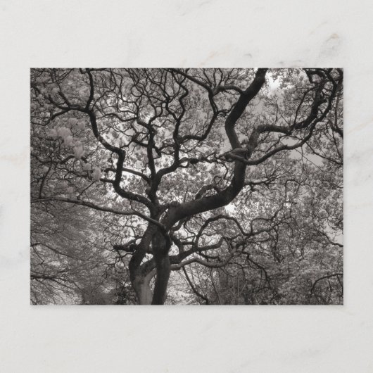 Carte Postale Arbres de Magnolia en fleurs (Devant)