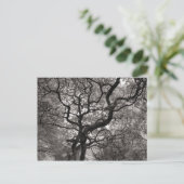 Carte Postale Arbres de Magnolia en fleurs (Debout devant)