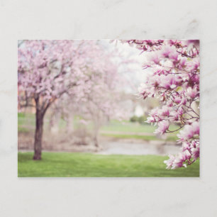 Carte Postale Arbres de Magnolia en fleurs