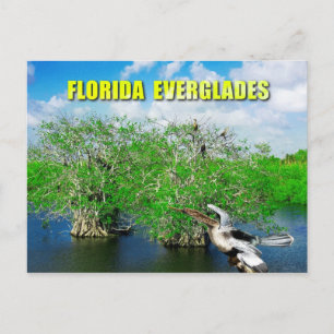 Carte Postale Arbres de mangrove et Anhinga, Floride Everglades