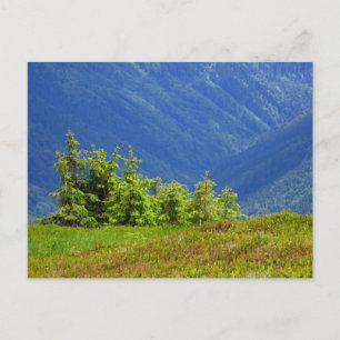 Carte Postale arbres de montagne