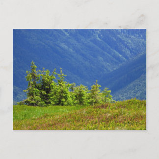 Carte Postale arbres de montagne