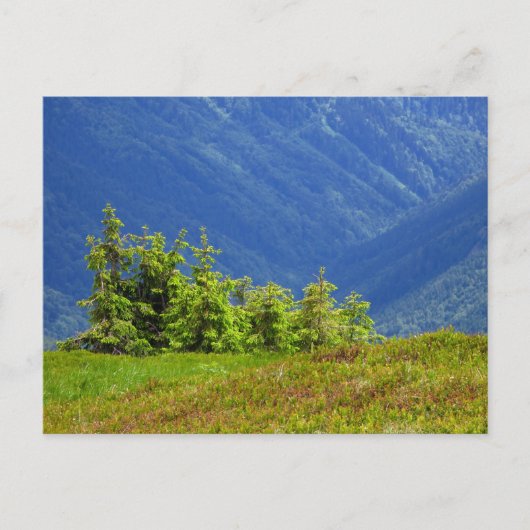Carte Postale arbres de montagne (Devant)