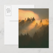 Carte Postale Arbres de séquoia dans le brouillard côtier, comté (Devant / Derrière)