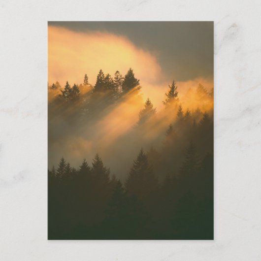 Carte Postale Arbres de séquoia dans le brouillard côtier, comté (Devant)