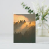 Carte Postale Arbres de séquoia dans le brouillard côtier, comté (Debout devant)
