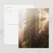 Carte Postale Arbres de séquoia dans le brouillard matinal avec  (Devant / Derrière)