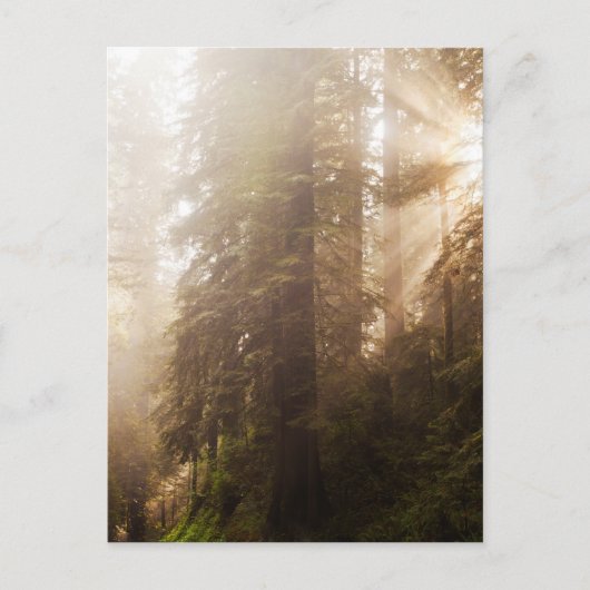 Carte Postale Arbres de séquoia dans le brouillard matinal avec  (Devant)