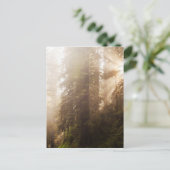 Carte Postale Arbres de séquoia dans le brouillard matinal avec  (Debout devant)