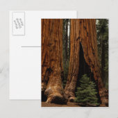 Carte Postale Arbres de séquoia, Parc national de Sequoia. (Devant / Derrière)