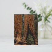 Carte Postale Arbres de séquoia, Parc national de Sequoia. (Debout devant)