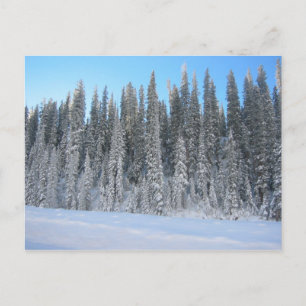 Carte Postale Arbres d'hiver