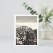 Carte Postale Arbres d'hiver : Cheshire (Debout devant)
