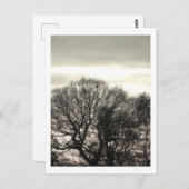 Carte Postale Arbres d'hiver : Cheshire (Devant / Derrière)