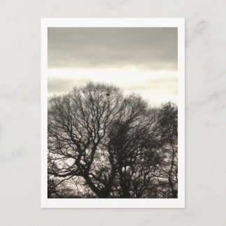 Carte Postale Arbres d'hiver : Cheshire