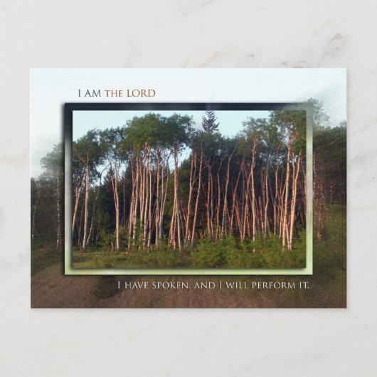 Carte Postale Arbres du champ (Devant)