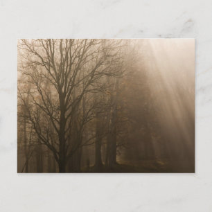 Carte Postale Arbres du Tennessee dans le brouillard   Great Smo