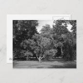 Carte Postale Arbres en BW été (Devant / Derrière)