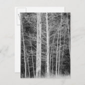 Carte Postale Arbres en forêt en hiver (Devant / Derrière)