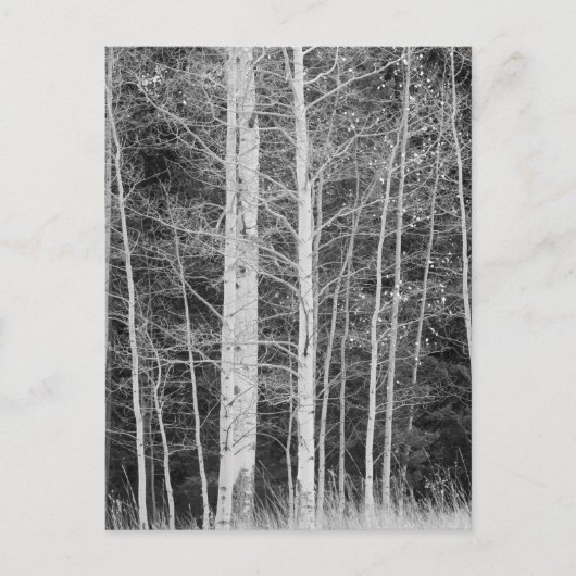 Carte Postale Arbres en forêt en hiver (Devant)
