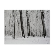Arbres enneigés en hiver - -