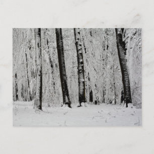 Carte Postale Arbres enneigés en hiver - -