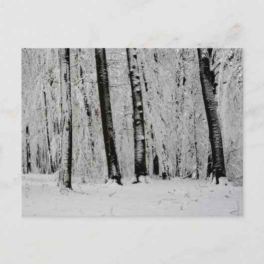 Carte Postale Arbres enneigés en hiver - - (Devant)