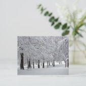Carte Postale arbres et neige (Debout devant)