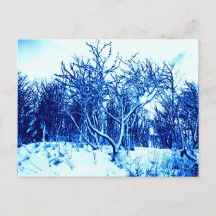 Carte Postale Arbres et scène de neige, bleu de cobalt