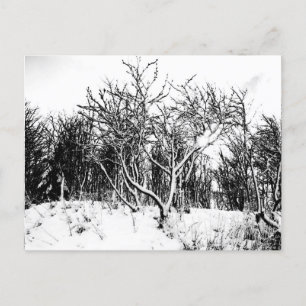 Carte Postale Arbres et scène de neige, noir et blanc