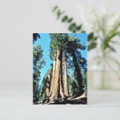 Carte Postale Arbres géants - Forêt nationale de Sequoia (Debout devant)