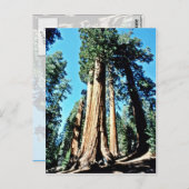 Carte Postale Arbres géants - Forêt nationale de Sequoia (Devant / Derrière)