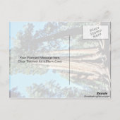 Carte Postale Arbres géants - Forêt nationale de Sequoia (Dos)