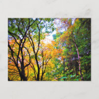 Arbres gracieux feuilles colorées nature panoramiq