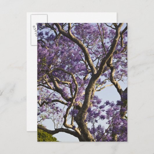 Carte Postale Arbres Jacaranda en fleurs dans le nouveau parc ag (Devant / Derrière)