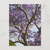 Carte Postale Arbres Jacaranda en fleurs dans le nouveau parc ag (Devant)