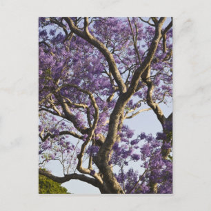 Carte Postale Arbres Jacaranda en fleurs dans le nouveau parc ag
