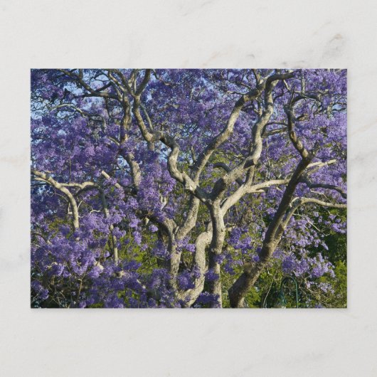 Carte Postale Arbres Jacaranda en fleurs dans le nouveau parc ag (Devant)