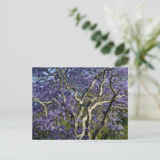 Carte Postale Arbres Jacaranda en fleurs dans le nouveau parc ag (Debout devant)