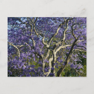 Carte Postale Arbres Jacaranda en fleurs dans le parc New Farm,