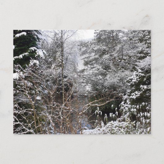 Carte Postale Arbres neigeux plats (Devant)