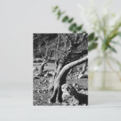 CARTE POSTALE ARBRES NOIRS ET BLANCS (Debout devant)