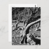 CARTE POSTALE ARBRES NOIRS ET BLANCS (Devant / Derrière)
